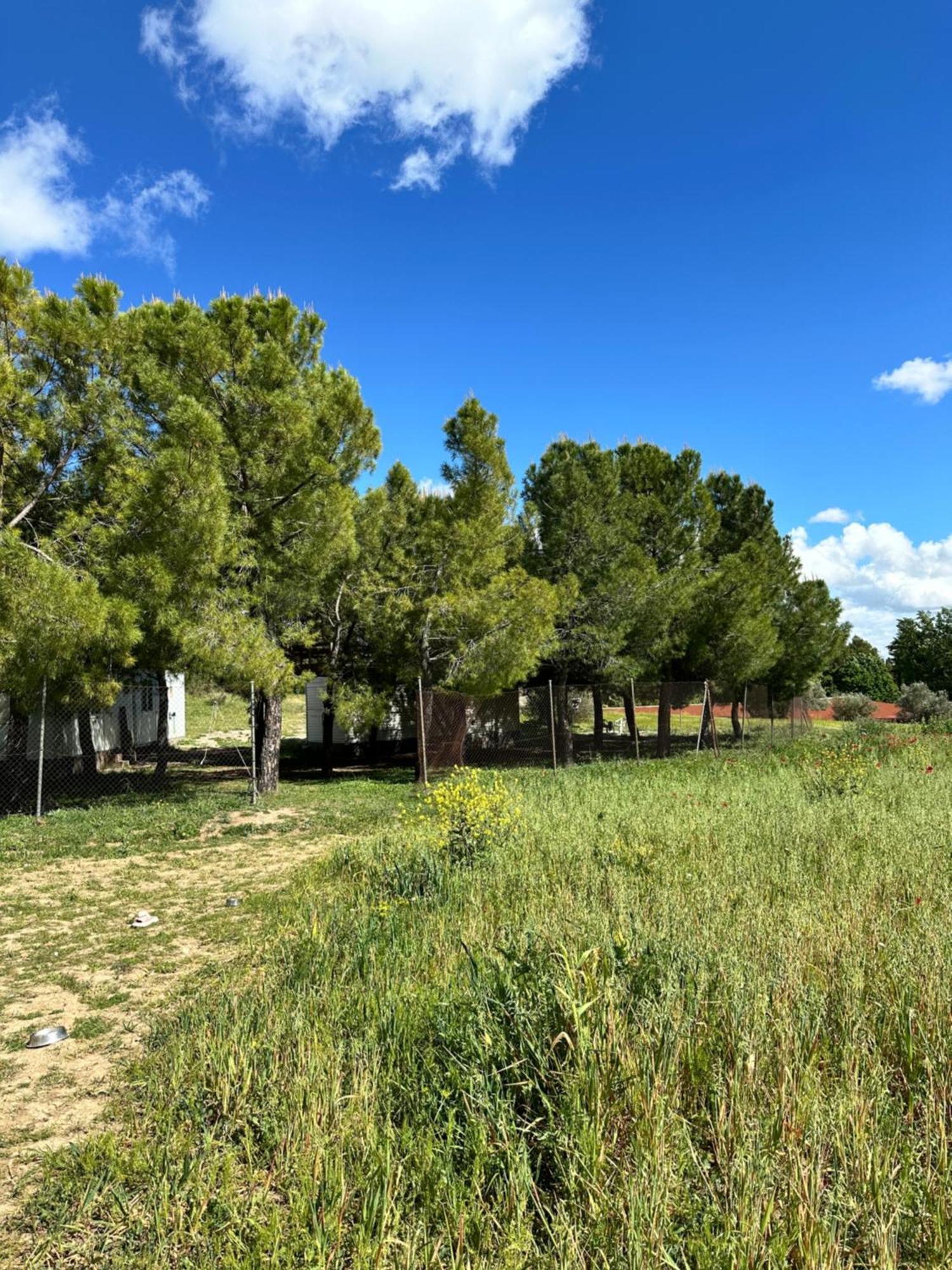 Bungalow Infanta Torrelaguna المظهر الخارجي الصورة